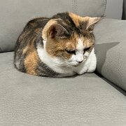 Home Owner wanting sitter in Adelaide, South Australia