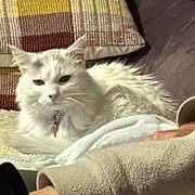 Home Owner wanting sitter in Adelaide , South Australia