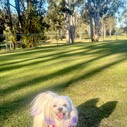 Home Owner wanting sitter in Brisbane, Queensland