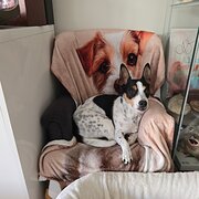 Home Owner wanting sitter in , Victoria