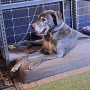 Home Owner wanting sitter in Bundaberg, Queensland