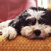 Home Owner wanting sitter in Geelong, Victoria