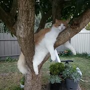 House Sitter - PAULINE  Petcentric Reliable & Mature