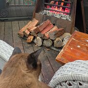 Home Owner wanting sitter in Ballarat, Victoria