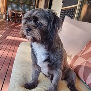 Home Owner wanting sitter in , Queensland