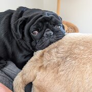 Home Owner wanting sitter in , Victoria