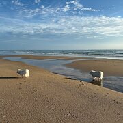 Home Owner wanting sitter in , Queensland