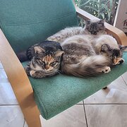 Home Owner wanting sitter in Perth, Western Australia