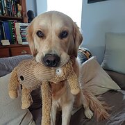 Home Owner wanting sitter in Adelaide , South Australia