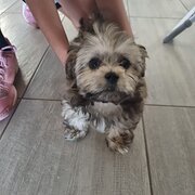 Home Owner wanting sitter in , Queensland