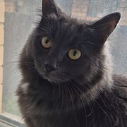 Home Owner wanting sitter in , Western Australia
