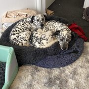 Home Owner wanting sitter in Belmont, Victoria