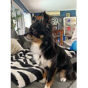 Home Owner wanting sitter in , Queensland