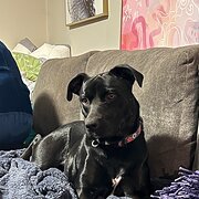 Home Owner wanting sitter in Gosford, New South Wales