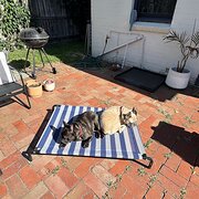 Home Owner wanting sitter in Melbourne, Victoria