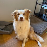 Home Owner wanting sitter in , Western Australia