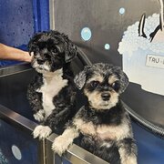 Home Owner wanting sitter in , Western Australia