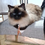 Home Owner wanting sitter in Perth, Western Australia