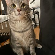 Home Owner wanting sitter in Footscray, Victoria