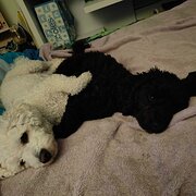 Home Owner wanting sitter in , Western Australia