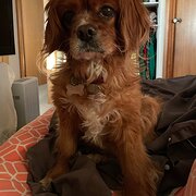 Home Owner wanting sitter in SANDY BAY, Tasmania