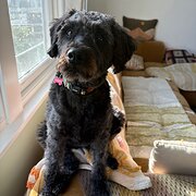 Home Owner wanting sitter in Hobart, Tasmania