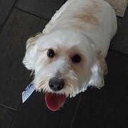 Home Owner wanting sitter in Adelaide , South Australia