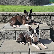 Home Owner wanting sitter in Brisbane, Queensland