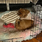 Home Owner wanting sitter in , Victoria