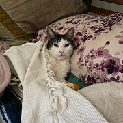 Home Owner wanting sitter in Bullaburra, New South Wales