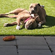 Home Owner wanting sitter in Runaway Bay , Queensland