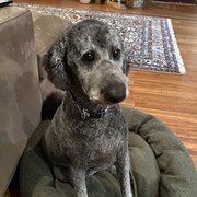Home Owner wanting sitter in Bovell, Western Australia