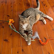 Home Owner wanting sitter in Harvey bay, Queensland