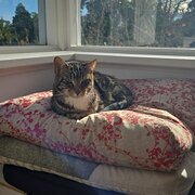 Home Owner wanting sitter in Melbourne, Victoria
