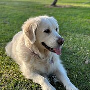 Home Owner wanting sitter in , New South Wales