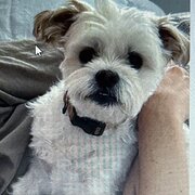 Home Owner wanting sitter in , New South Wales