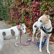 Home Owner wanting sitter in Melbourne, Victoria