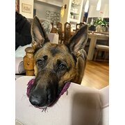 Home Owner wanting sitter in , New South Wales