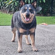 Home Owner wanting sitter in Coffs harbour , New South Wales