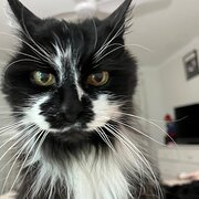 Home Owner wanting sitter in Hobart, Tasmania