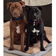 Home Owner wanting sitter in , Queensland