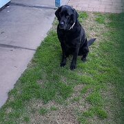 Home Owner wanting sitter in Normanville, South Australia