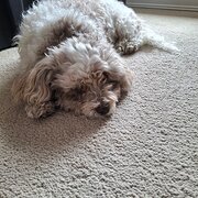 Home Owner wanting sitter in Brisbane , Queensland