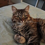 Home Owner wanting sitter in , Western Australia