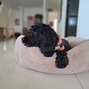 Home Owner wanting sitter in Gold Coast, Queensland