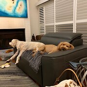 Home Owner wanting sitter in Brisbane , Queensland