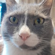 Home Owner wanting sitter in Brisbane we have a small home in Kippa-Ring , Queensland