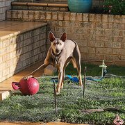 Home Owner wanting sitter in Perth, Western Australia