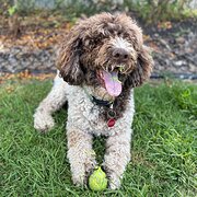 Home Owner wanting sitter in , Victoria