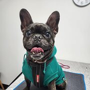 Home Owner wanting sitter in , New South Wales